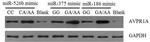 AVPR1A Antibody in Western Blot (WB)