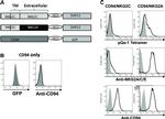 NKG2A/C/E Antibody in Flow Cytometry (Flow)