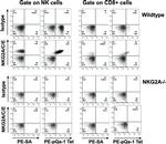 NKG2A/C/E Antibody in Flow Cytometry (Flow)