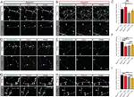 Rabex-5 Antibody in Immunocytochemistry (ICC/IF)