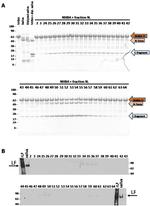 Lactoferrin Antibody in Western Blot (WB)