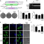 Toxoplasma gondii Antibody in Immunocytochemistry (ICC/IF)