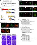 alpha Tubulin Antibody in Immunocytochemistry (ICC/IF)