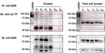 BDKRB2 Antibody in Western Blot, Immunoprecipitation (WB, IP)