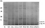 HSP70 Antibody in Western Blot (WB)