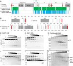 GST Tag Antibody in Western Blot (WB)