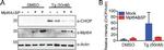 CHOP Antibody in Western Blot (WB)