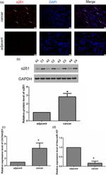 CACNA2D1 Antibody in Western Blot (WB)