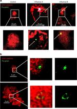 Influenza B NP Antibody in Immunocytochemistry (ICC/IF)