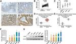 CYR61 Antibody in Immunohistochemistry (IHC)