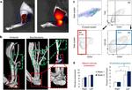 CD34 Antibody in Flow Cytometry (Flow)