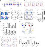 NK1.1 Antibody in Flow Cytometry (Flow)