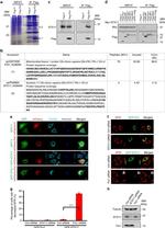 STX17 Antibody in Western Blot (WB)