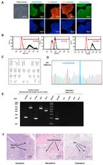 TRA-1-60 Antibody in Flow Cytometry (Flow)