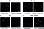 MYOD Antibody in Immunocytochemistry (ICC/IF)