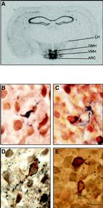 NPY Antibody in Immunohistochemistry (IHC)