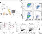 CD69 Antibody in Flow Cytometry (Flow)