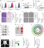 CD105 (Endoglin) Antibody in Flow Cytometry (Flow)