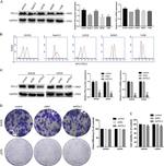 CD273 (B7-DC) Antibody in Flow Cytometry (Flow)