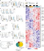 EOMES Antibody in Flow Cytometry (Flow)