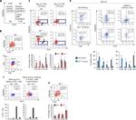 CD309 (FLK1) Antibody in Flow Cytometry (Flow)