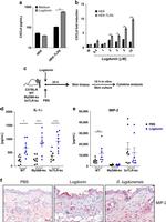 CXCL2 Antibody in Immunohistochemistry (IHC)