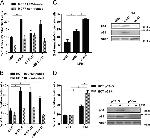 beta Actin Antibody in Western Blot (WB)