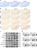 AIM2 Antibody in Western Blot, Immunohistochemistry (WB, IHC)