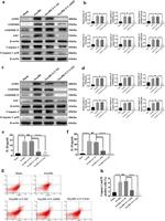 AIM2 Antibody in Western Blot (WB)