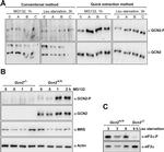 EIF2S1 Antibody in Western Blot (WB)