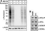 EIF2S1 Antibody in Western Blot (WB)