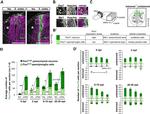 Musashi-1 Antibody in Immunohistochemistry (IHC)