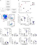 CD140a (PDGFRA) Antibody in Flow Cytometry (Flow)