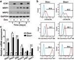 CD144 (VE-cadherin) Antibody in Flow Cytometry (Flow)