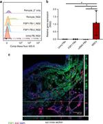 NG2 Antibody in Immunocytochemistry, Immunohistochemistry (ICC/IF, IHC)