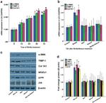 Collagen I Antibody