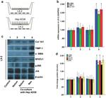 Collagen I Antibody in Western Blot (WB)