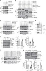 INSR beta Antibody in Western Blot, Immunoprecipitation (WB, IP)