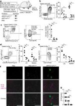 CD184 (CXCR4) Antibody in Flow Cytometry (Flow)