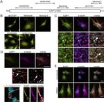 alpha Tubulin Antibody in Immunocytochemistry (ICC/IF)