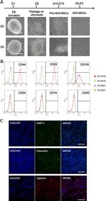 CD45 Antibody in Flow Cytometry (Flow)