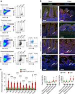 F4/80 Antibody in Immunohistochemistry, Flow Cytometry (IHC, Flow)