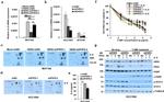 gamma Tubulin Antibody in Western Blot (WB)