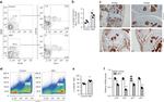 CD105 (Endoglin) Antibody in Flow Cytometry (Flow)