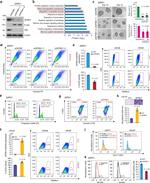 CD56 (NCAM) Antibody in Flow Cytometry (Flow)