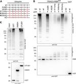 GST Tag Antibody in Western Blot (WB)