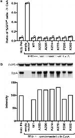 GAPDH Antibody in Western Blot (WB)