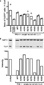 GAPDH Antibody in Western Blot (WB)