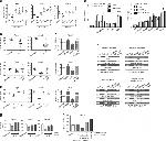 LXR beta Antibody in ChIP Assay (ChIP)