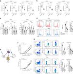 Granzyme B Antibody in Flow Cytometry (Flow)